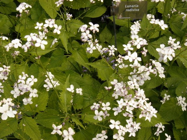 Lunaria rediviva